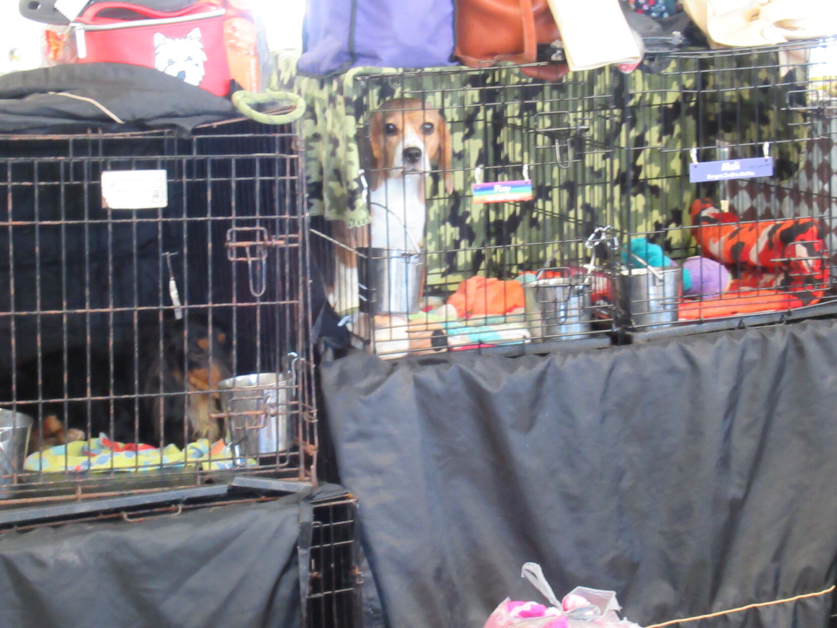 052922-blm-loc-dogshow0